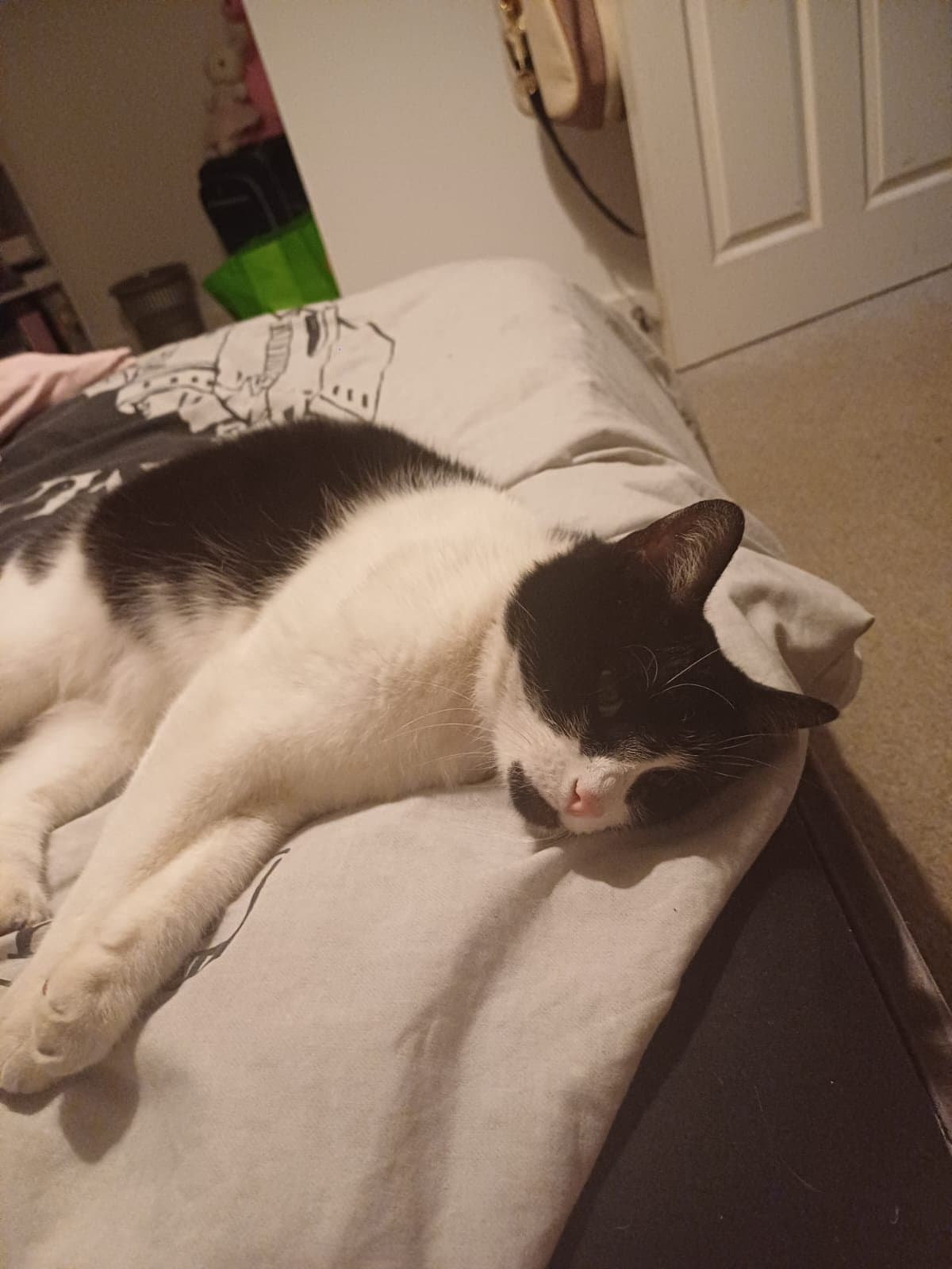 A black-and-white cat curled up asleep on a grey cushion on a bed