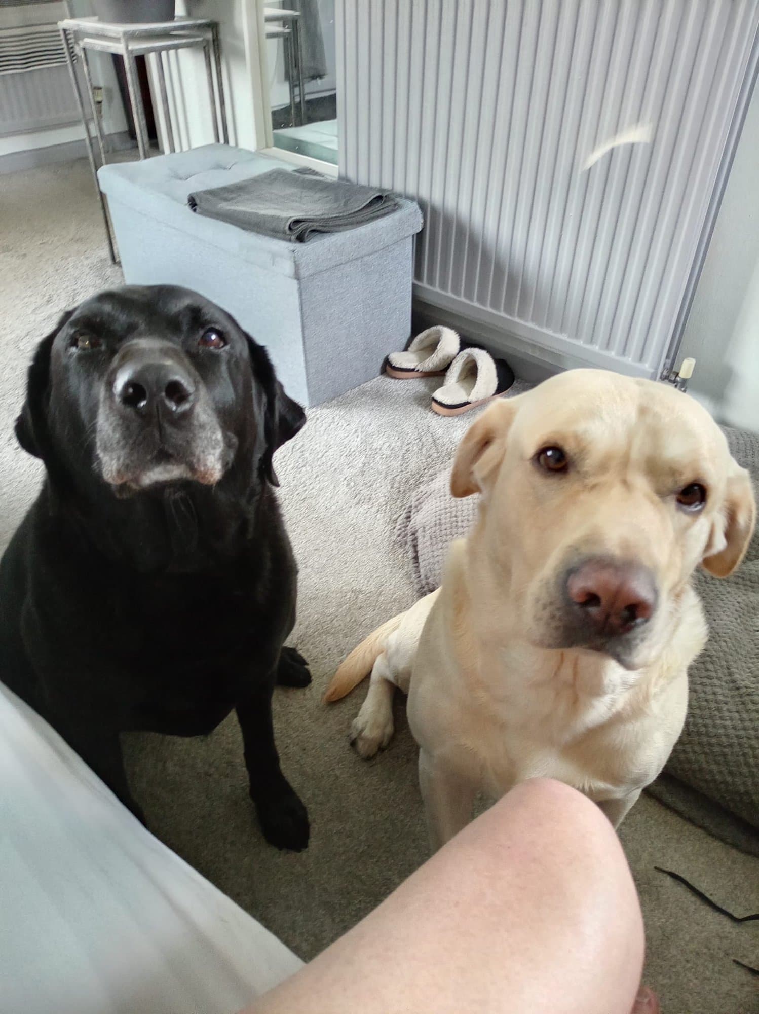 A black Labrador and a yellow Labrador sitting on the carpet at home, looking up expectantly