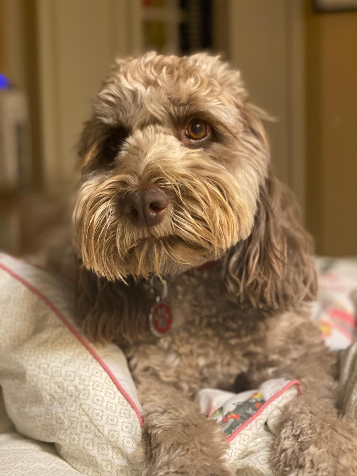 A chocolate cockapoo lying on a bed at home, looking up at the camera in soft window light