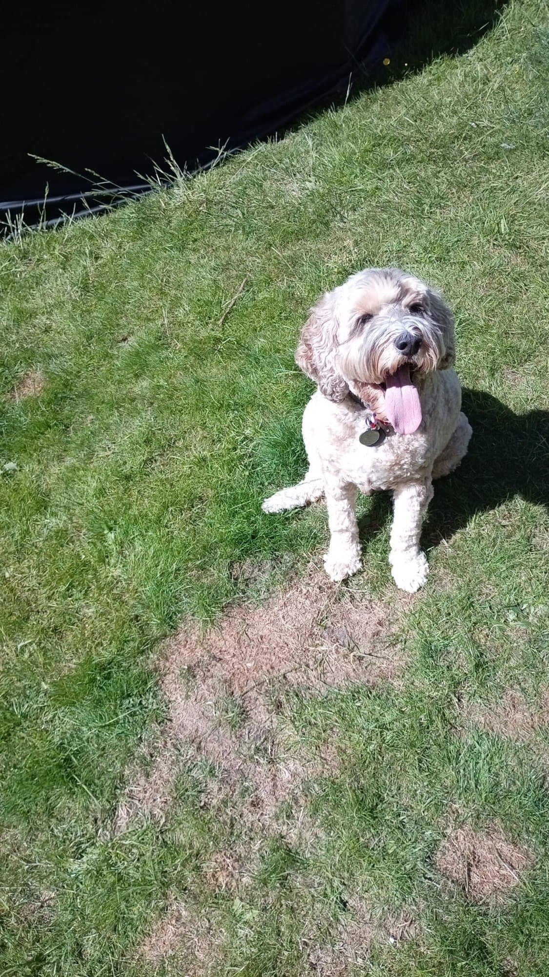 A cockapoo sitting on a sunny lawn with its tongue out, looking at the camera