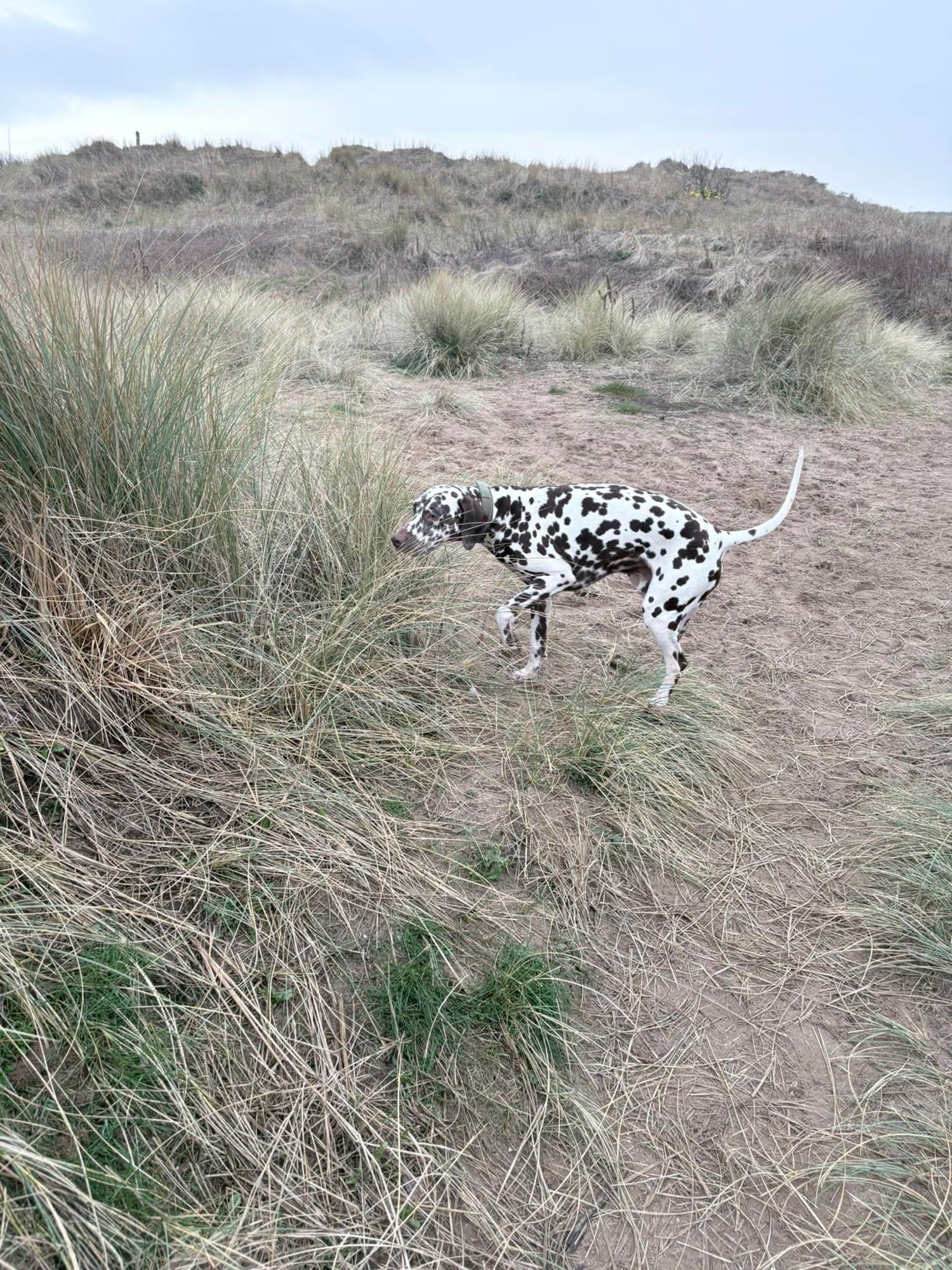 A Dalmatian standing among marram grass on the sand dunes of the Southport coast