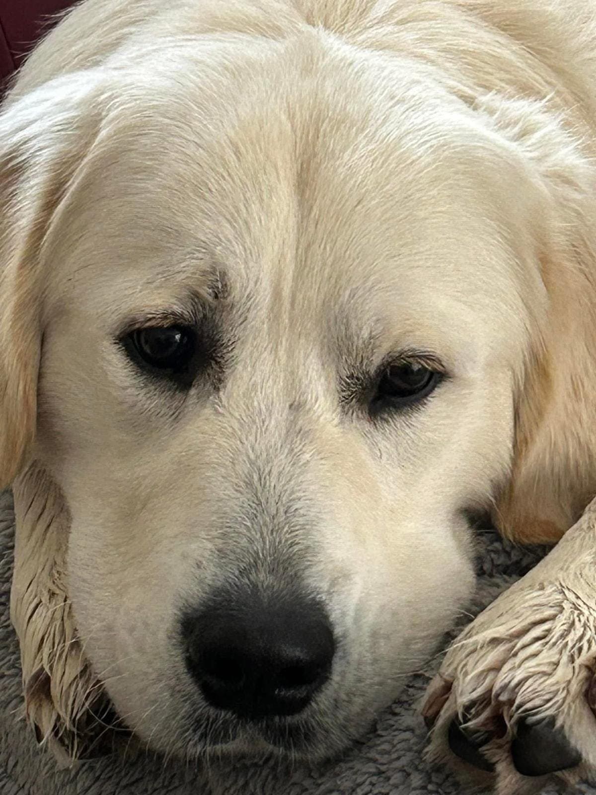 A cream golden retriever resting its chin on the carpet at home, looking up