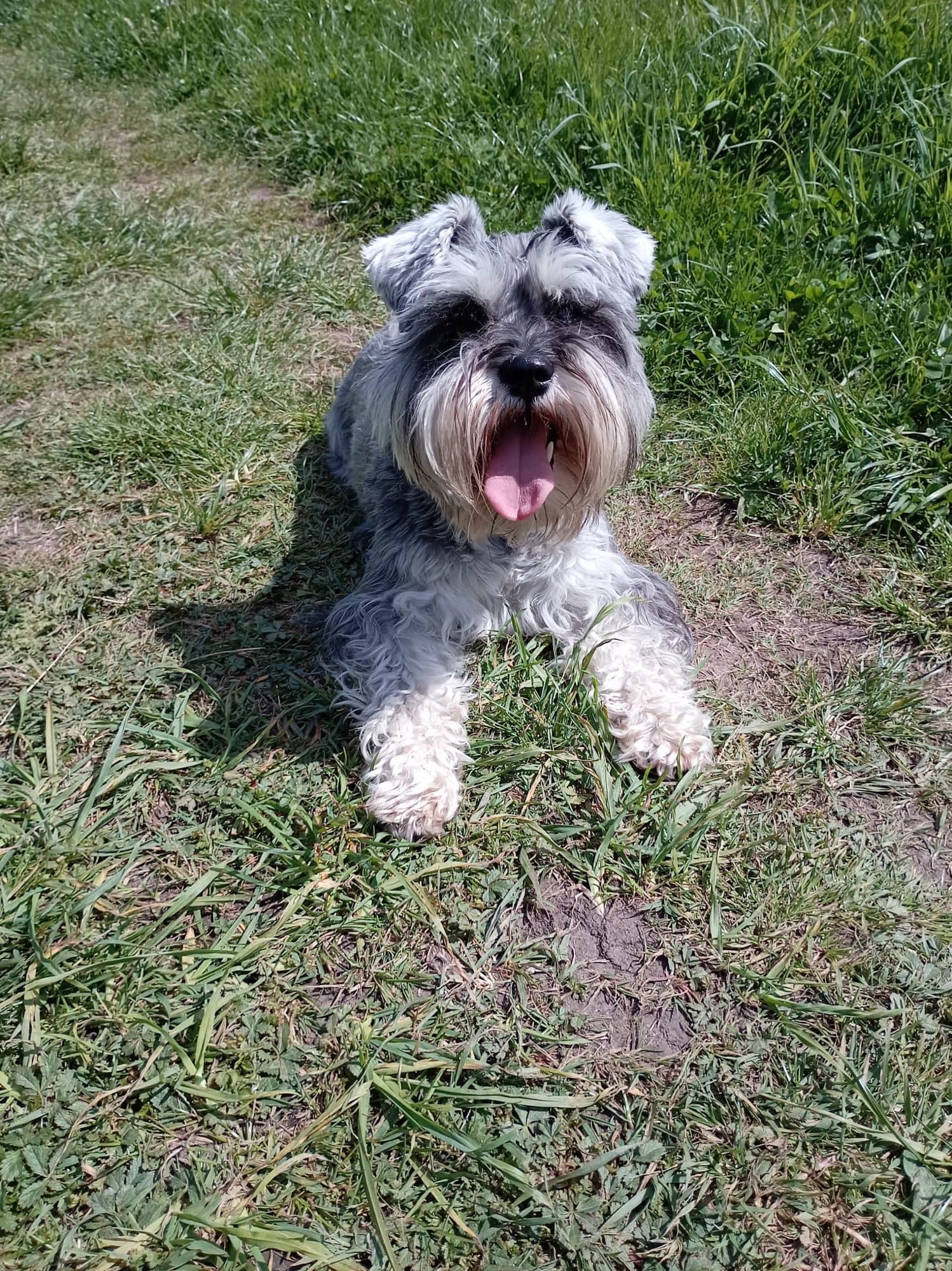 A grey-and-white miniature schnauzer lying on grass, tongue out, looking up