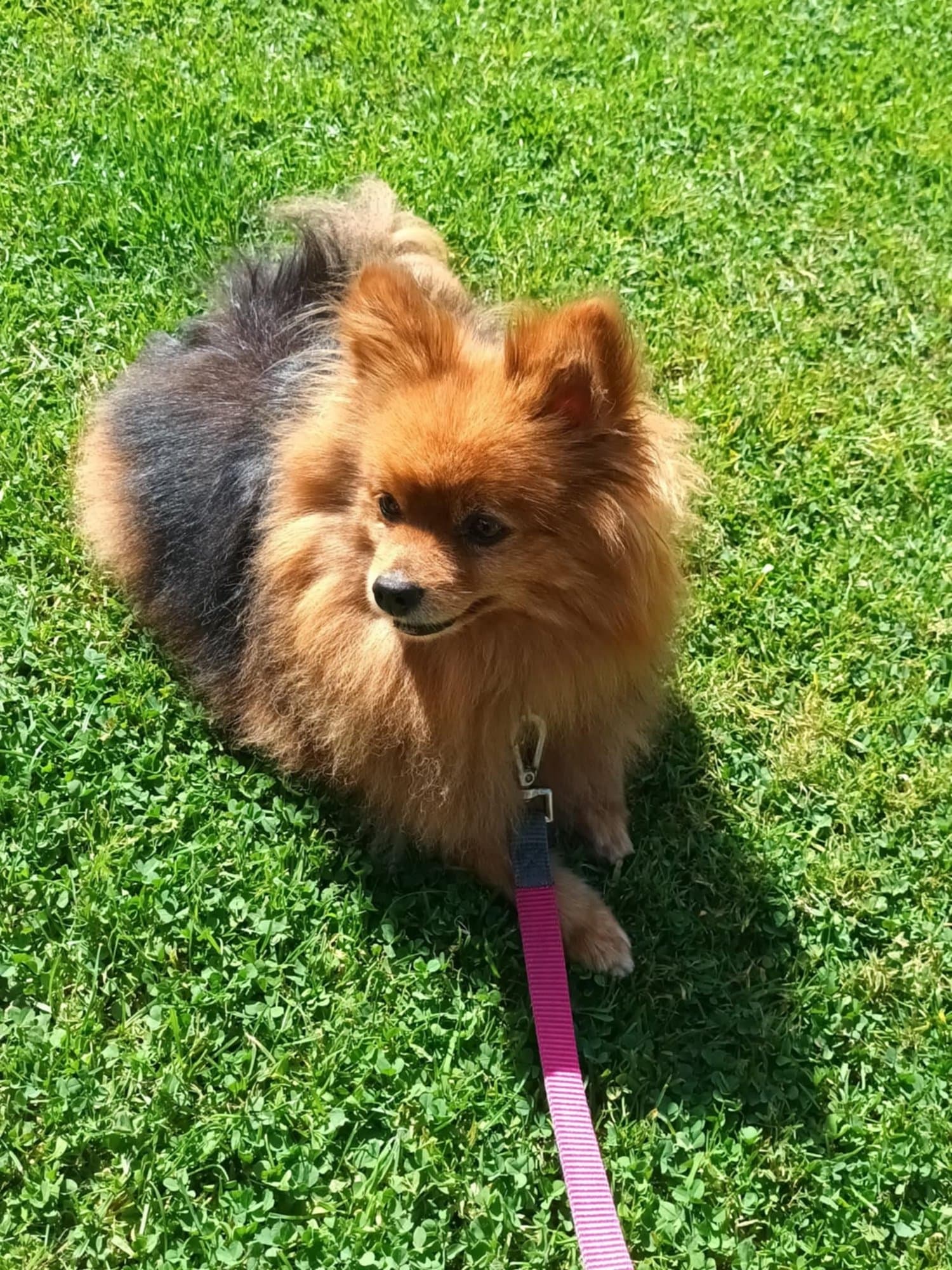A fluffy orange Pomeranian on a pink lead sitting on a lawn