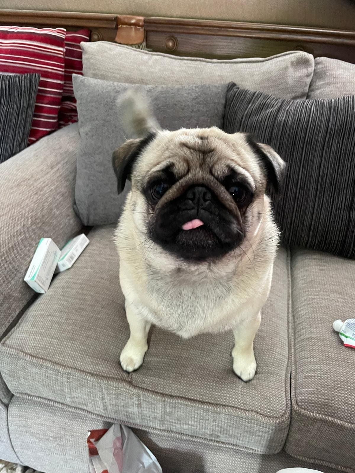 A fawn pug sitting among cushions on a grey sofa with its tongue poking out