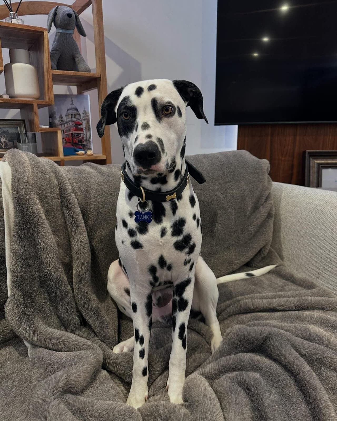 Tank the Dalmatian sitting upright on a grey blanket on a sofa