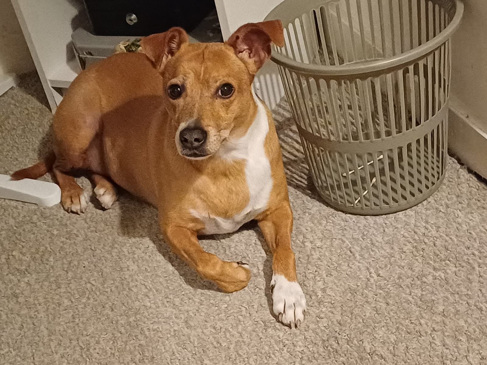 A tan-and-white terrier lying on a beige carpet, ears up, looking straight at the camera