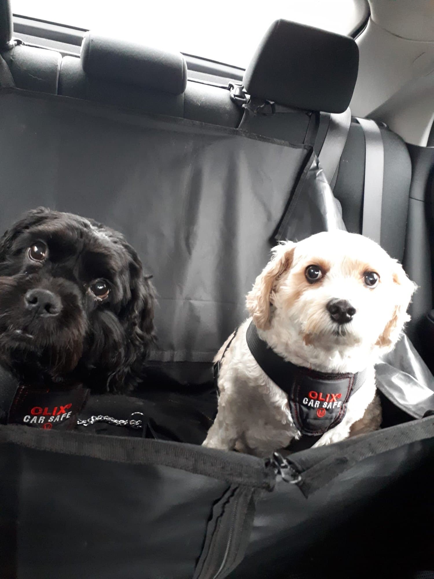 A black cockapoo and a cream cockapoo in harnesses on a car back seat, looking at the camera