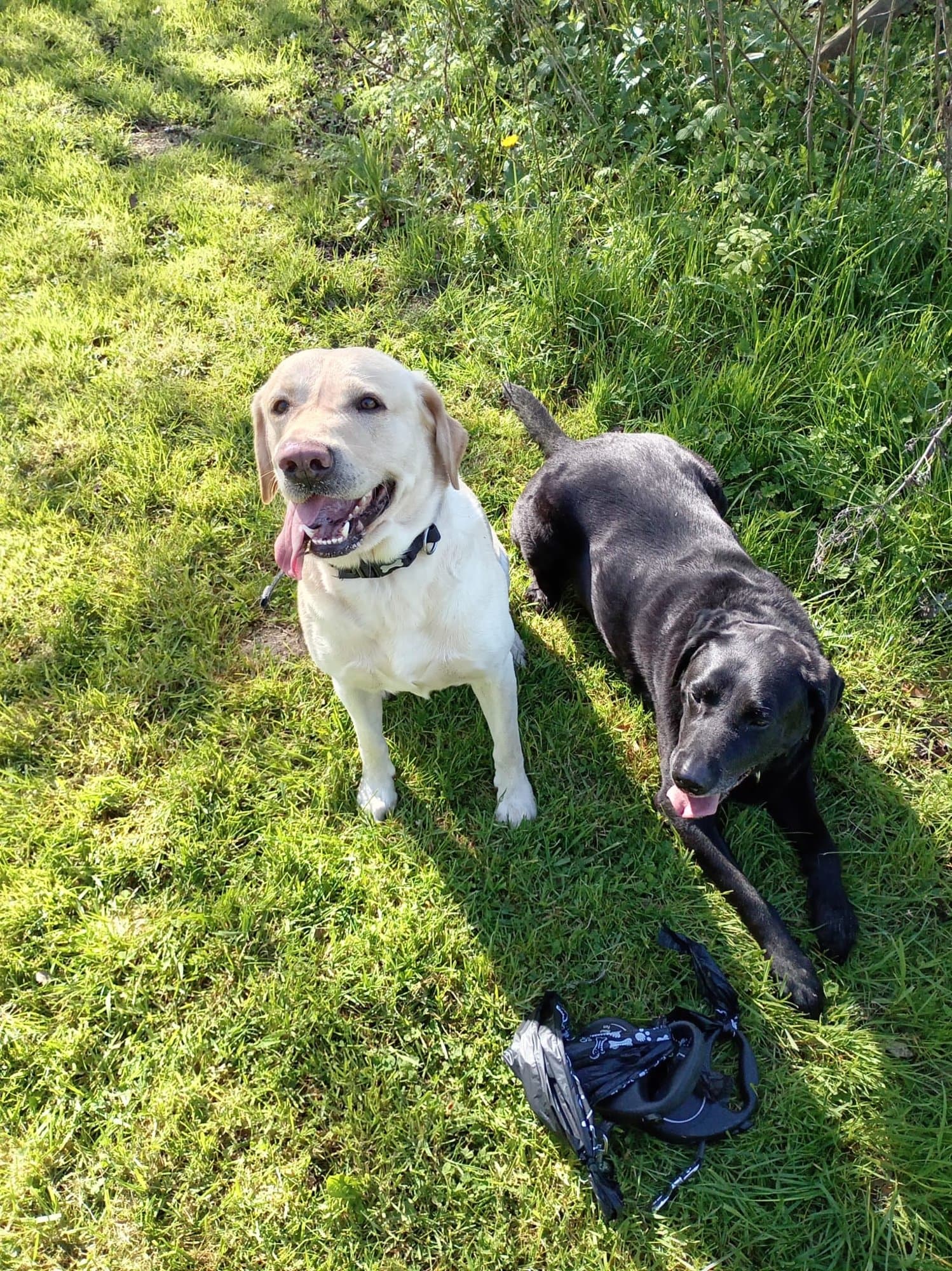 A yellow Labrador and a black Labrador standing side by side on grass, both panting happily